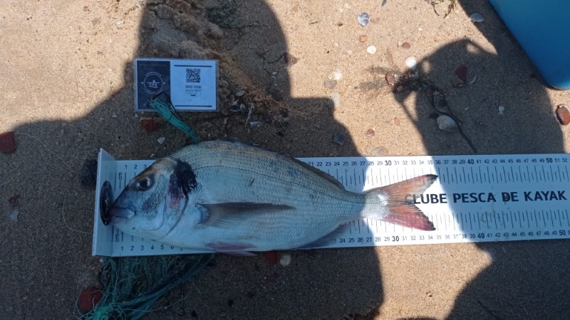 Fish Measure Picture